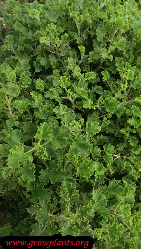 Growing Pelargonium prince rupert