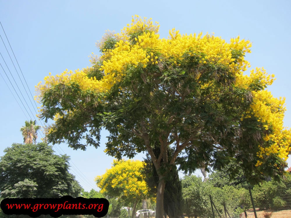 Peltophorum dubium tree