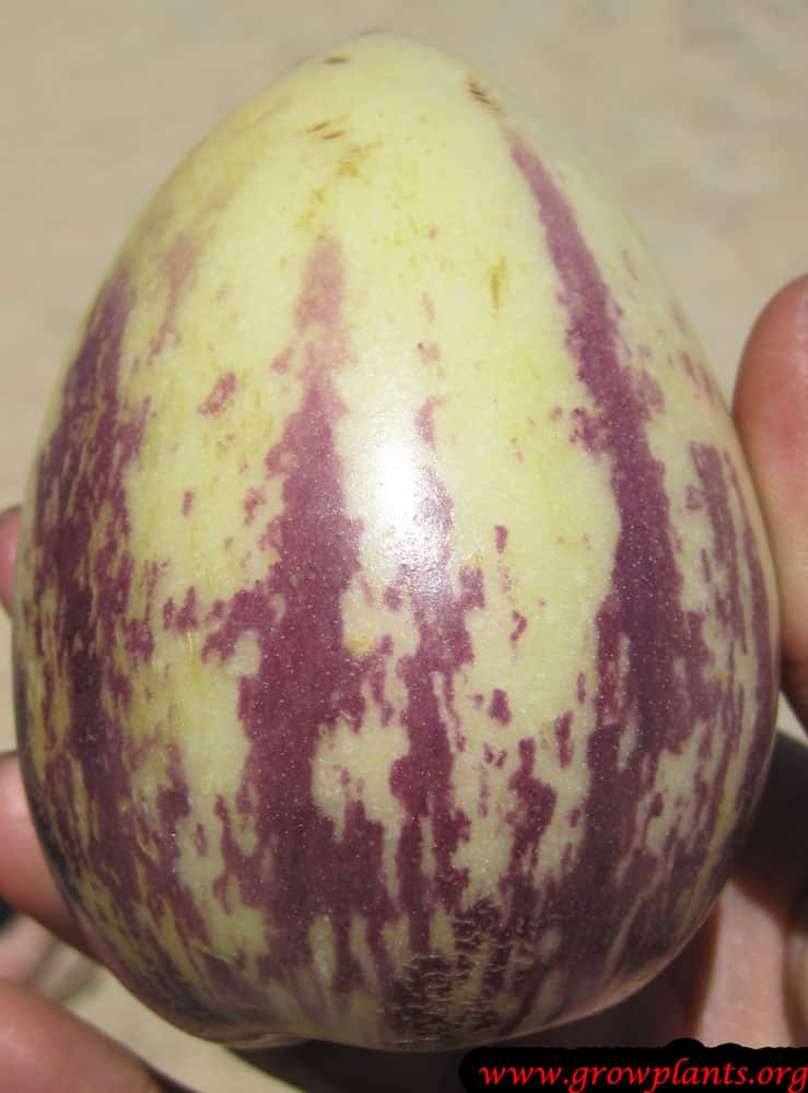 Pepino fruits