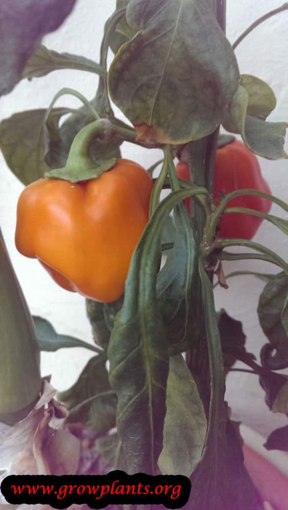 Pepper plant annual or perennial