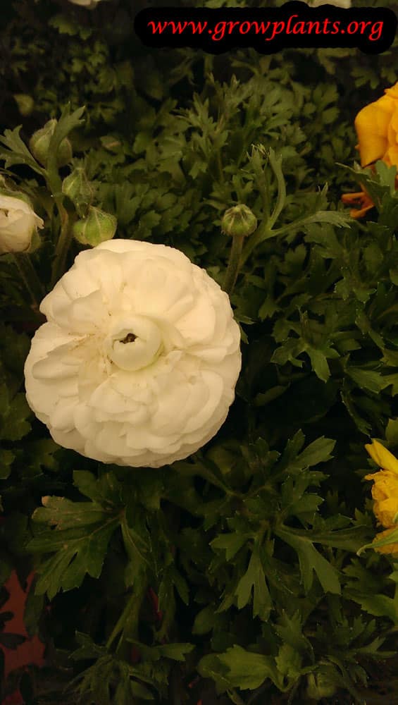 Persian buttercup white flowers