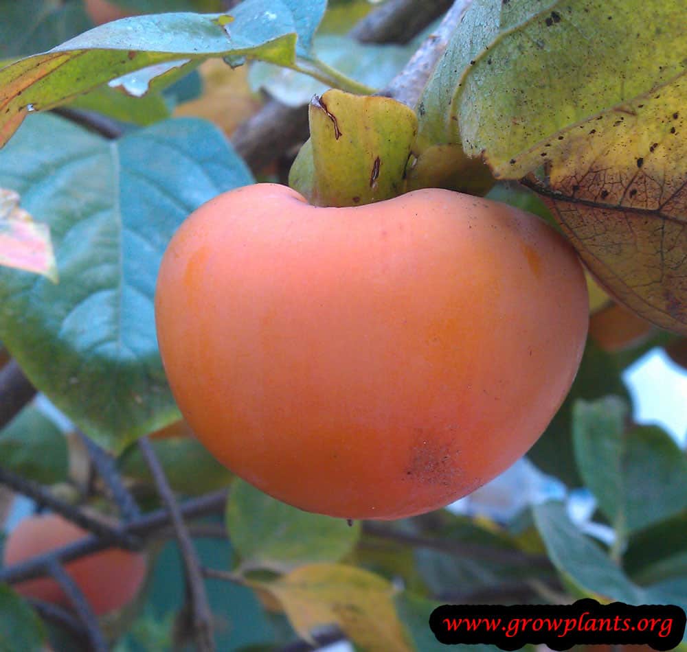 Harvestong Persimmon fruits