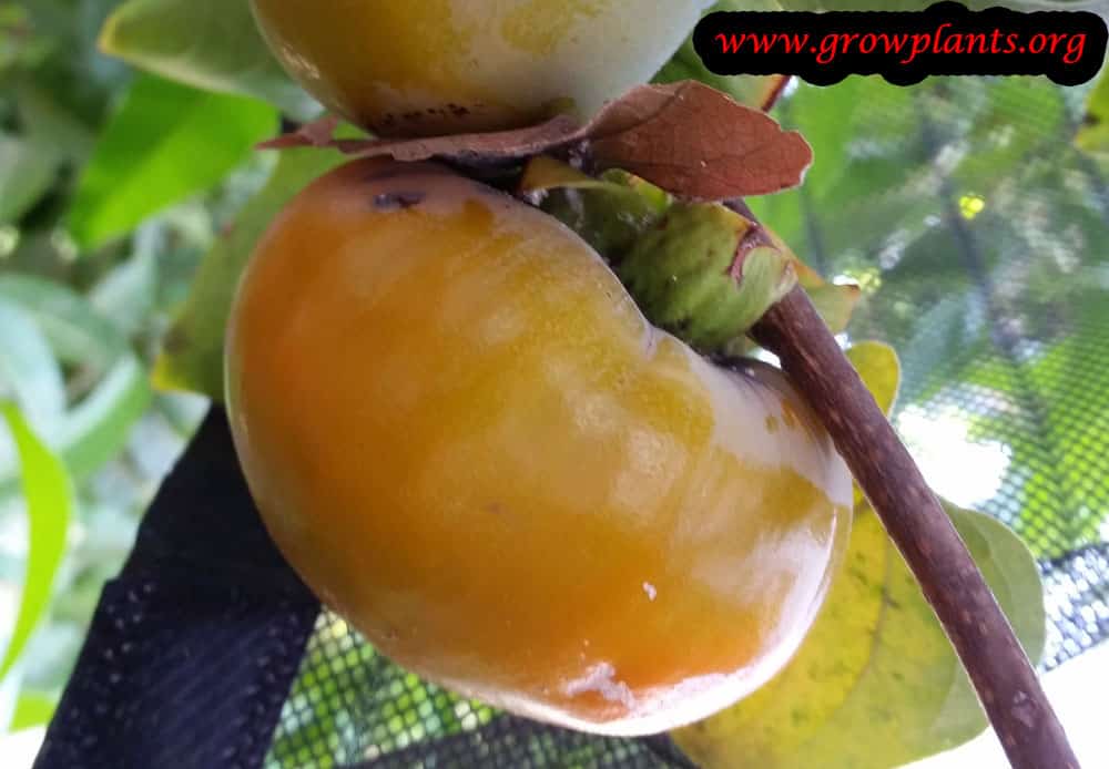 Persimmon fruits care
