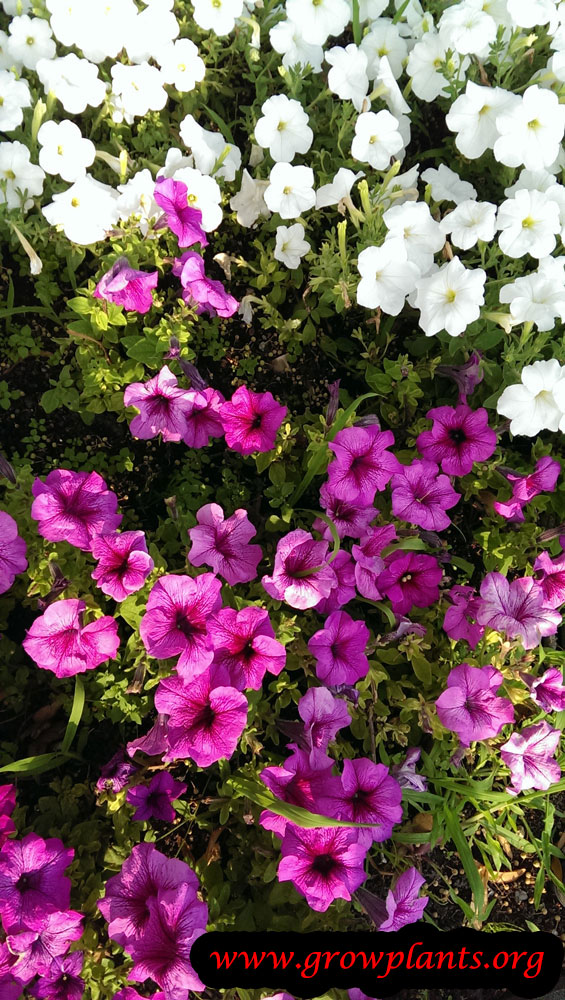 Petunia plant grow and care