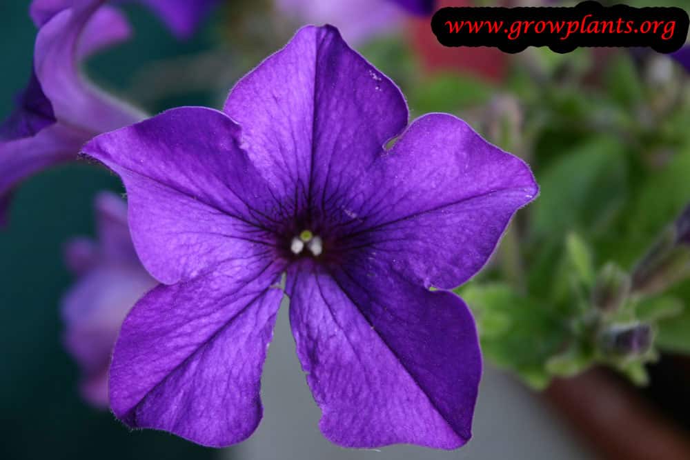 Petunia plant purple flower