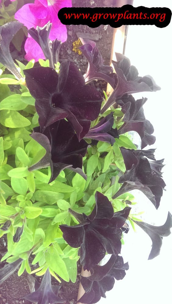 Petunia black flower