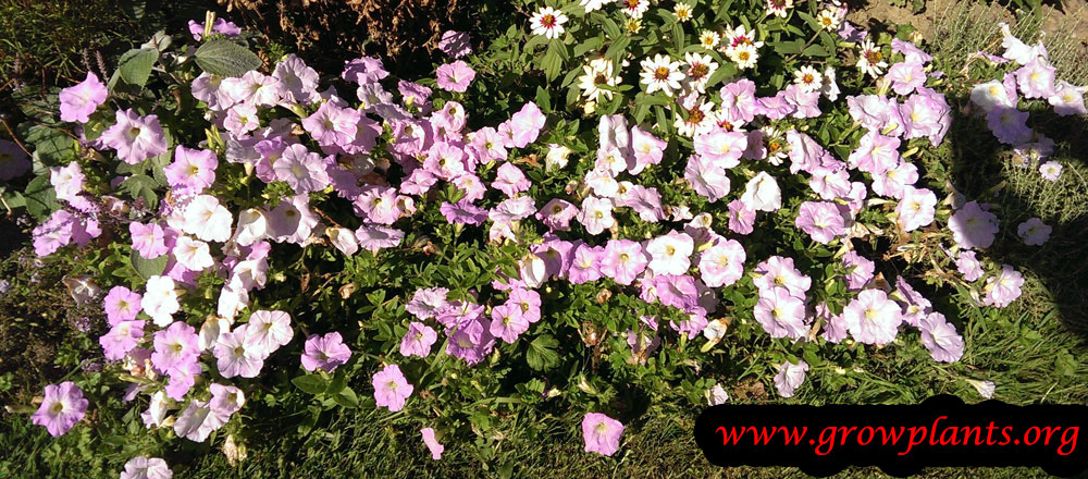 Petunia plant purple flowers