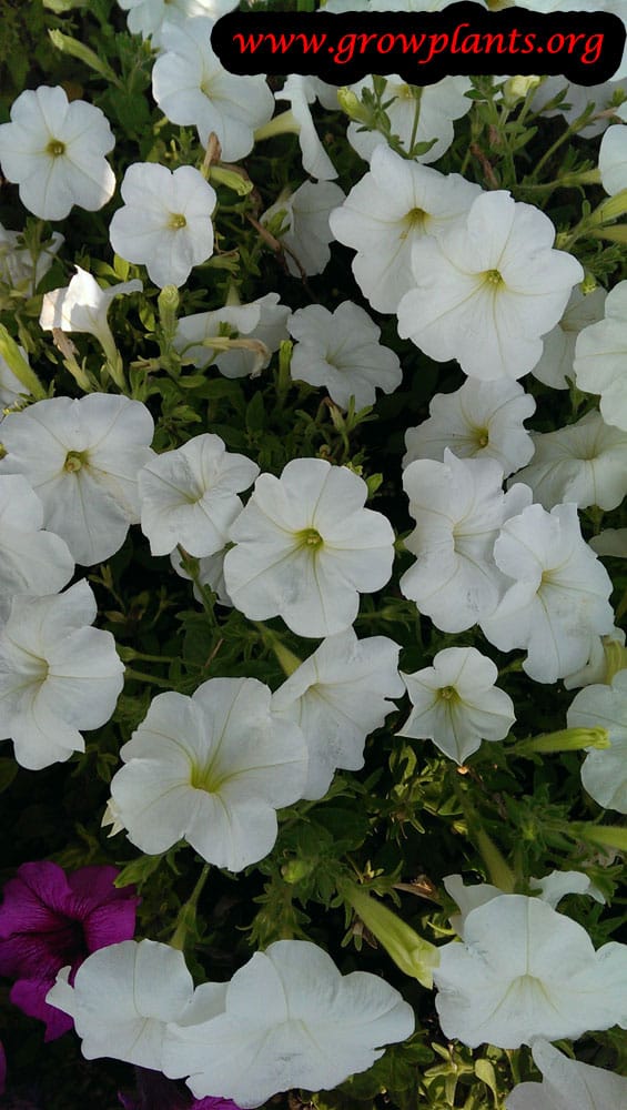 Petunia plant white flowers