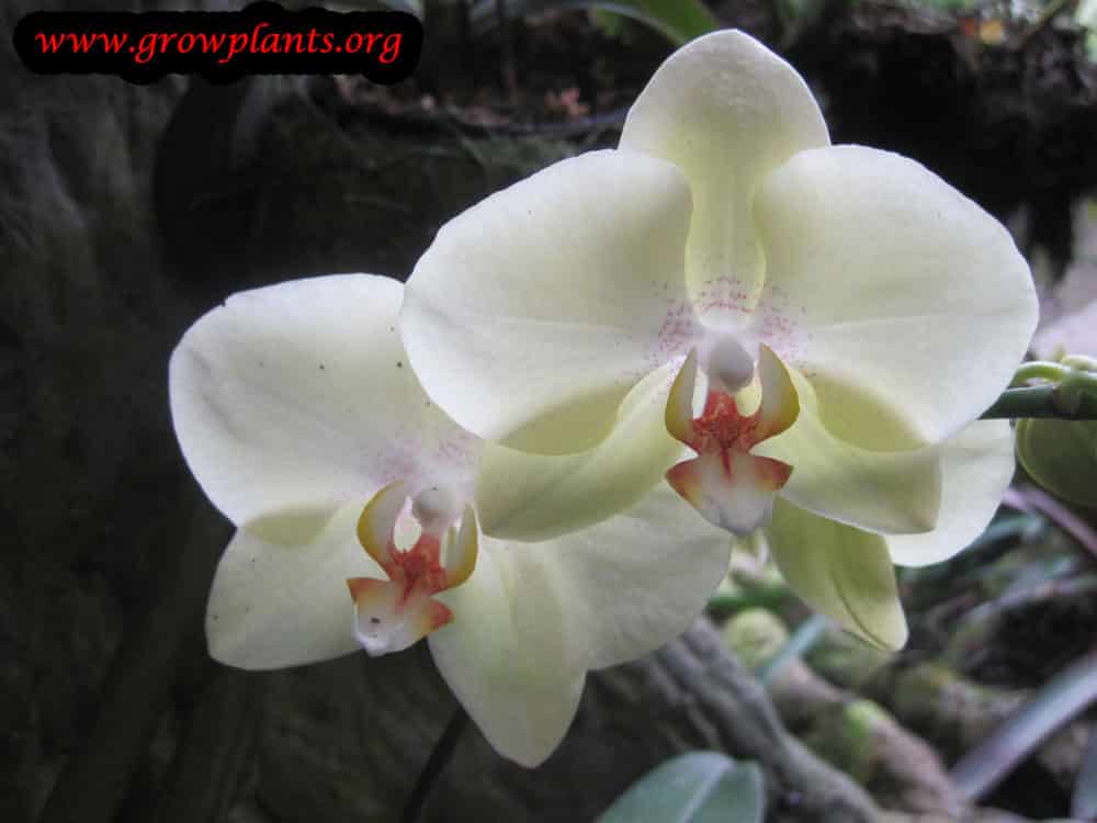 Phalaenopsis flower care