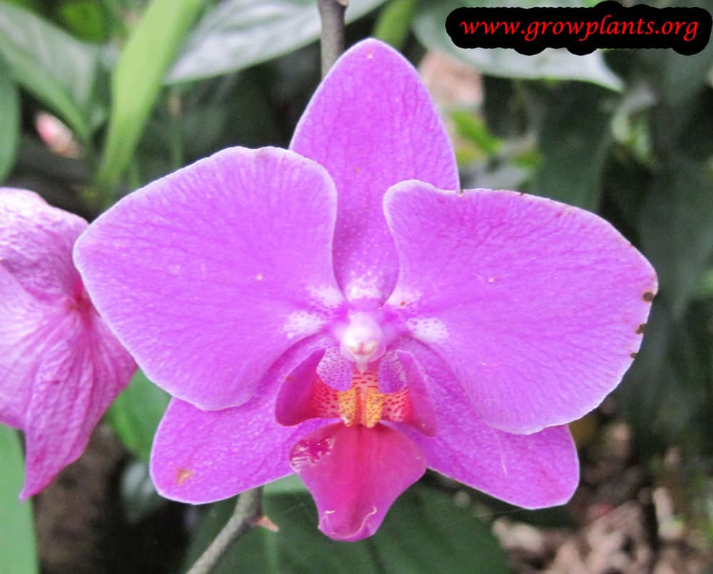 Phalaenopsis purple flower