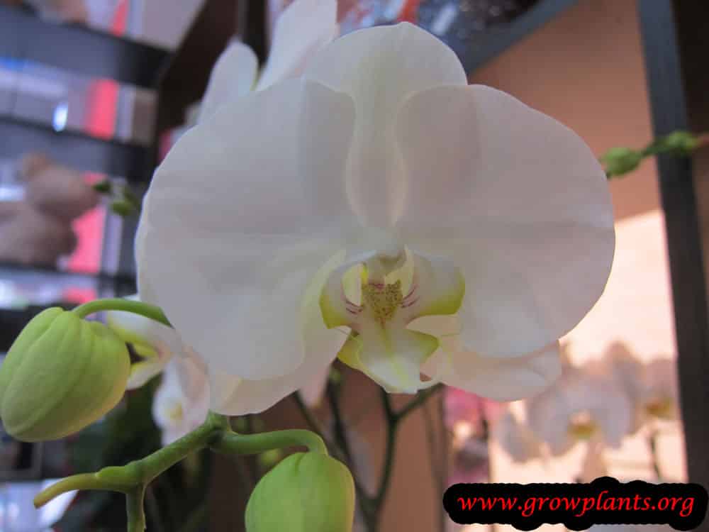 Phalaenopsis white flower