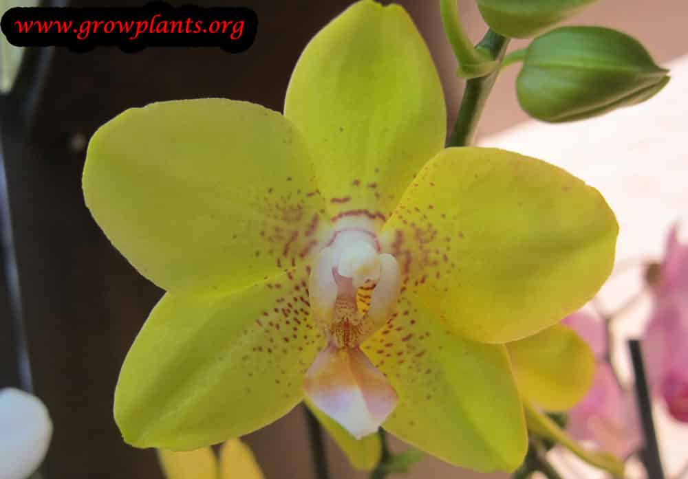 Phalaenopsis yellow flower