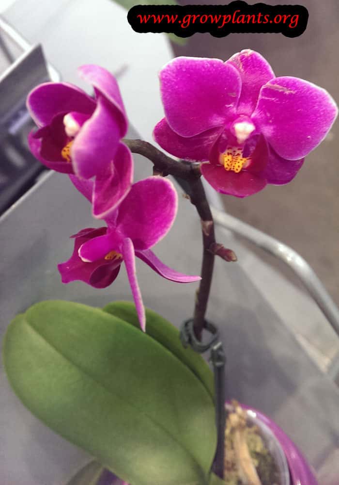 Phalaenopsis orchid cut flower