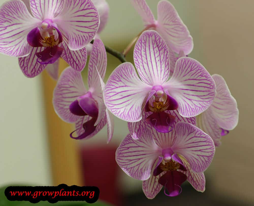 Phalaenopsis plant care