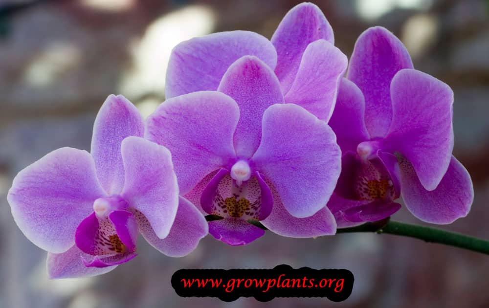 Growing Phalaenopsis orchid