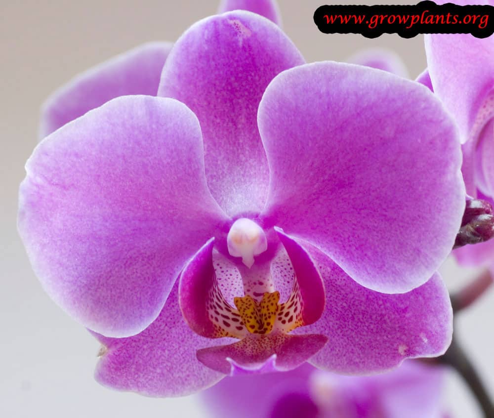 Growing Phalaenopsis orchid indoor