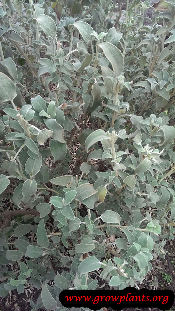 Phlomis fruticosa plant care