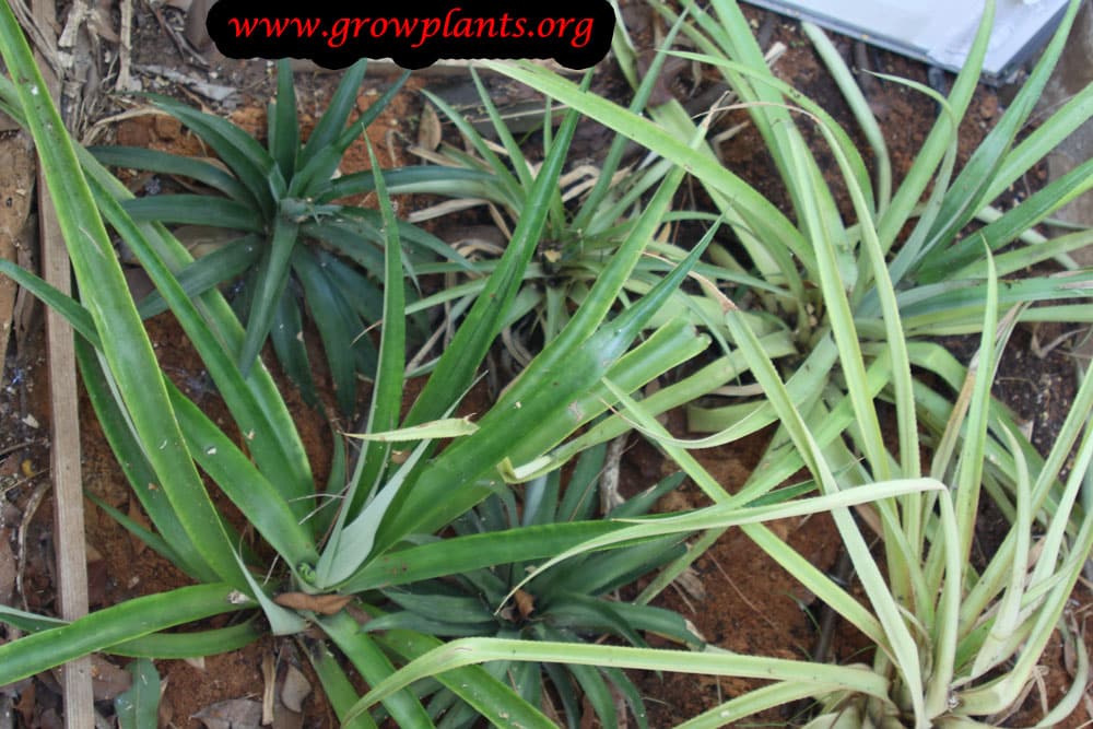 Growing Pineapple plants