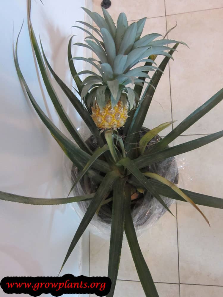 Pineapple fruit plant care