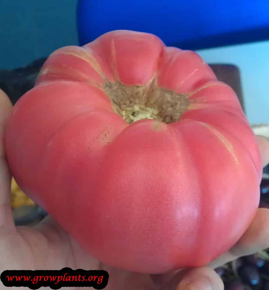 Pink tomato plant care