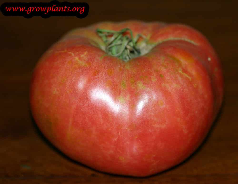 Harvest Pink tomato plant