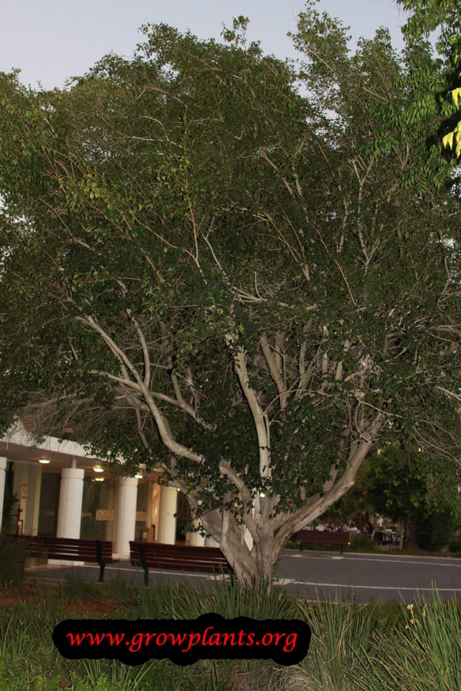 Pitanga tree