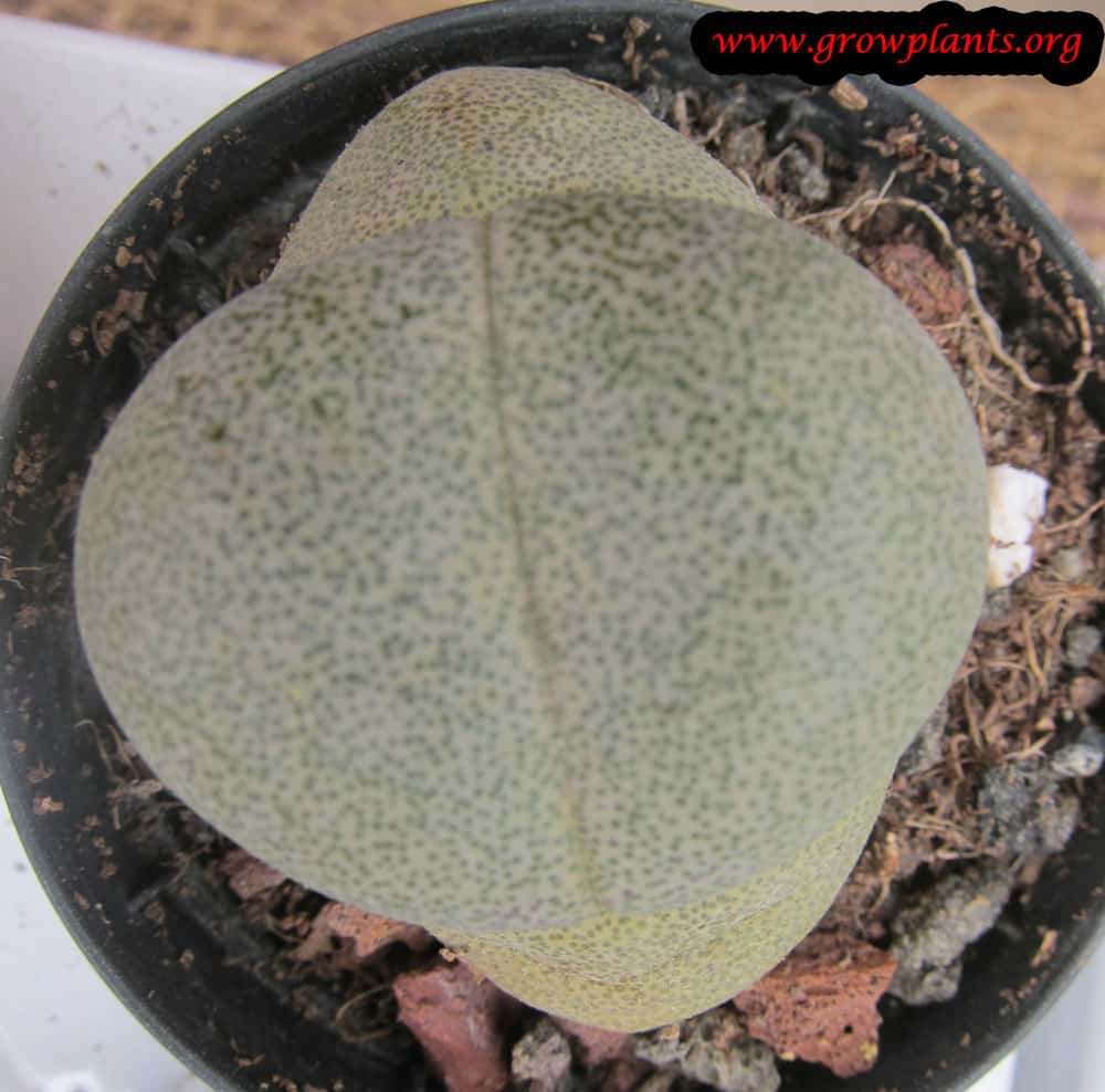 Growing Pleiospilos plant