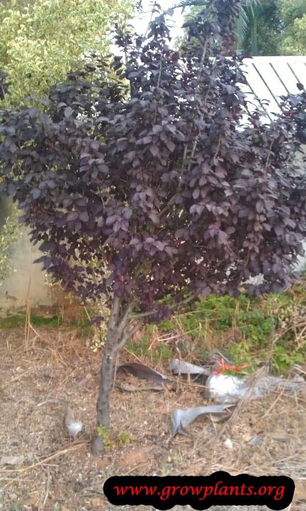 Purple Plum tree