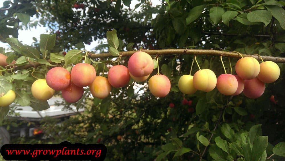 Growing Plum fruit