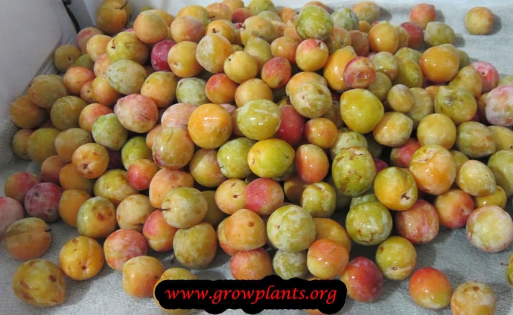 Harvesting Plum fruit