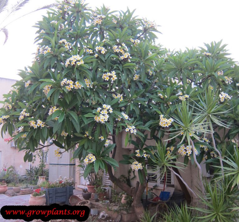 Plumeria rubra - How to grow & care