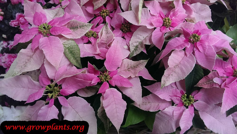 Pink Leaves Poinsettia plant