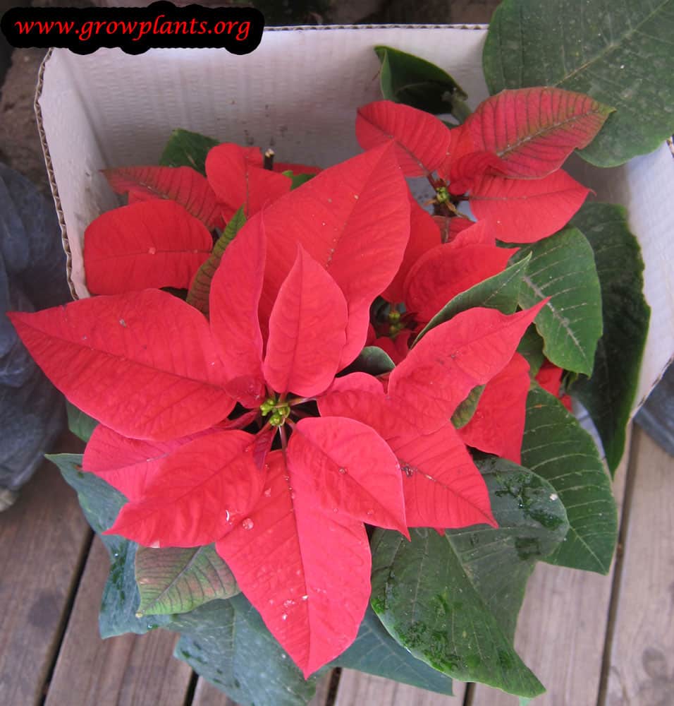 Red Leaves Poinsettia plant