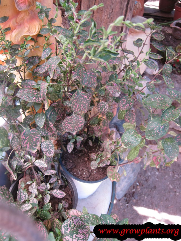 Growing Polka dot plant