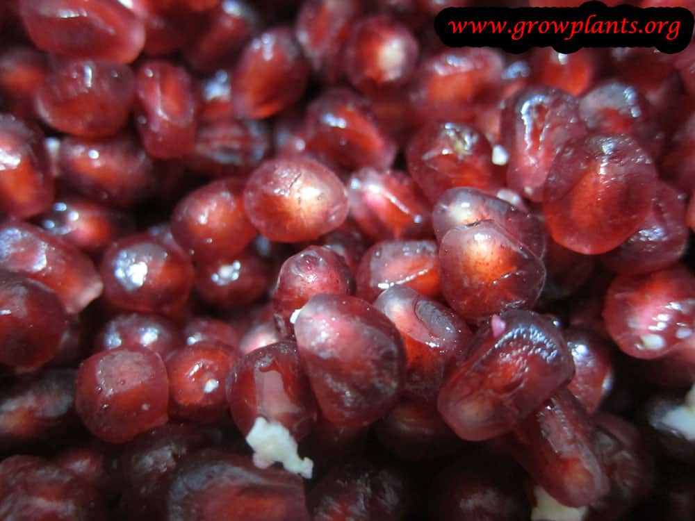 Harvesting Pomegranate fruits seeds