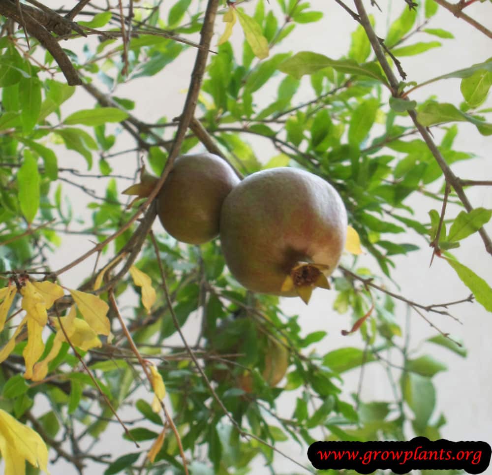 Pomegranate tree fruits harvest