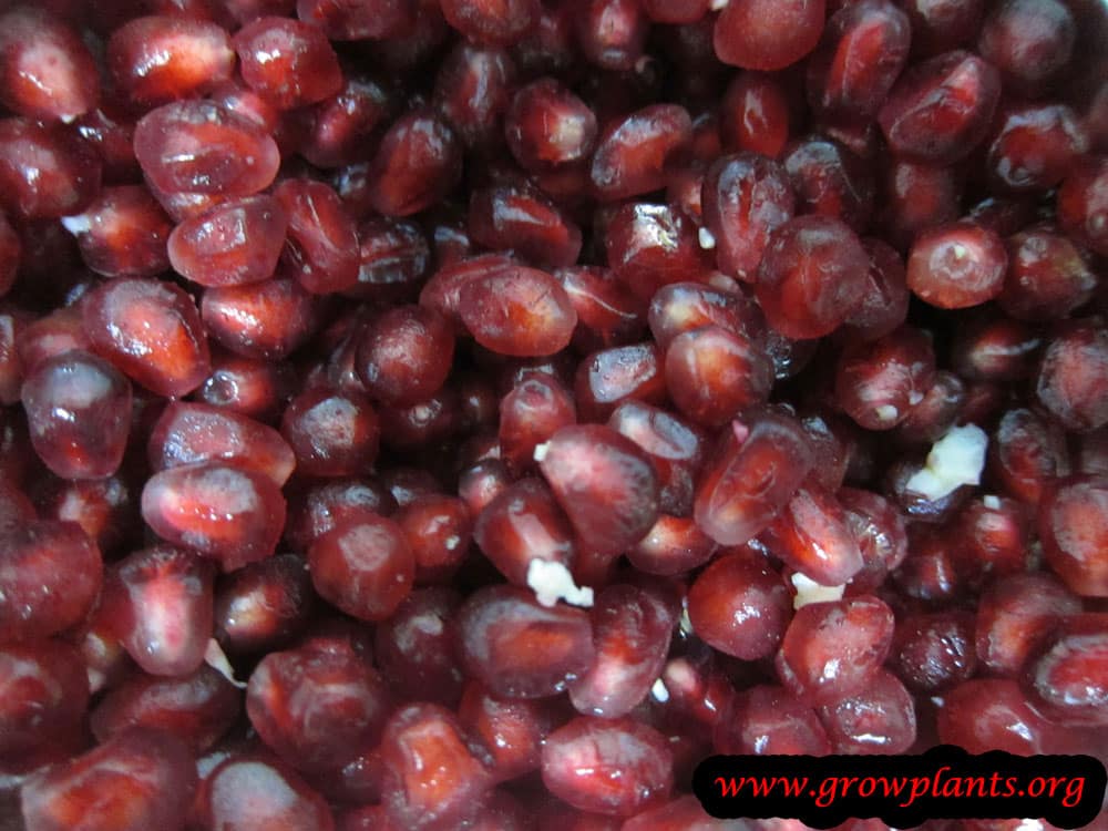 Pomegranate fruits seeds