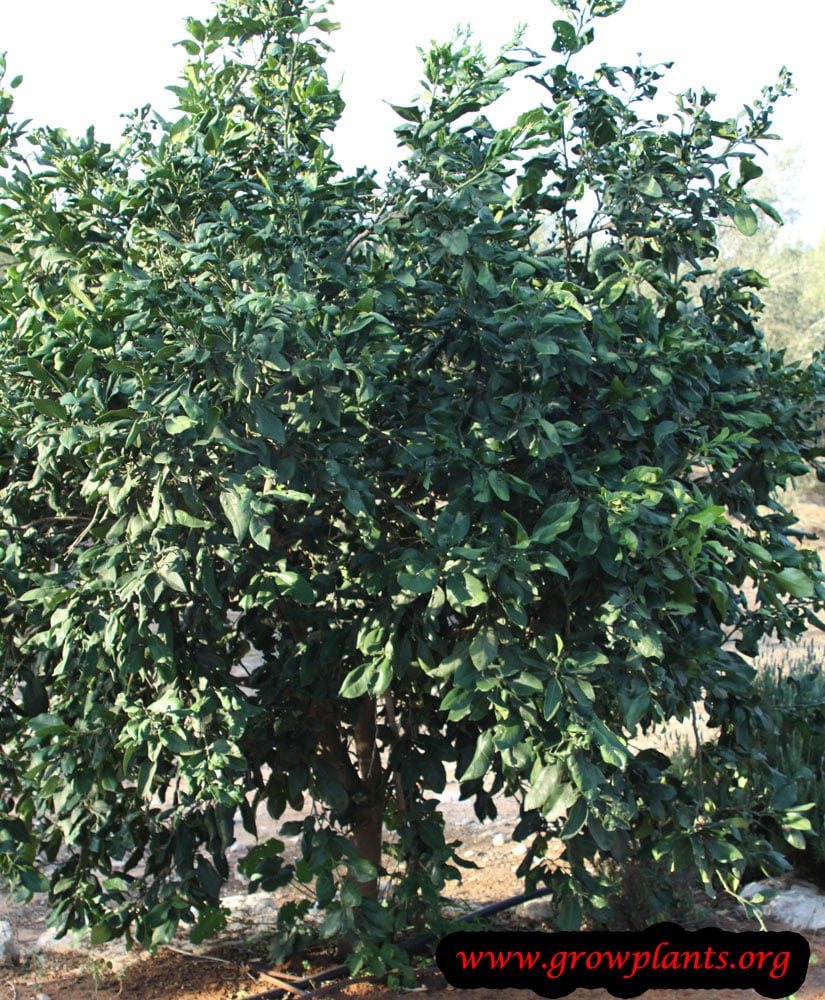 Pomelo tree