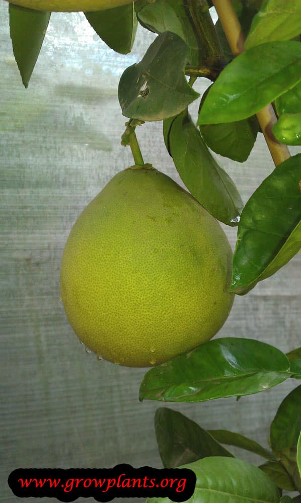 Pomelo tree fruit