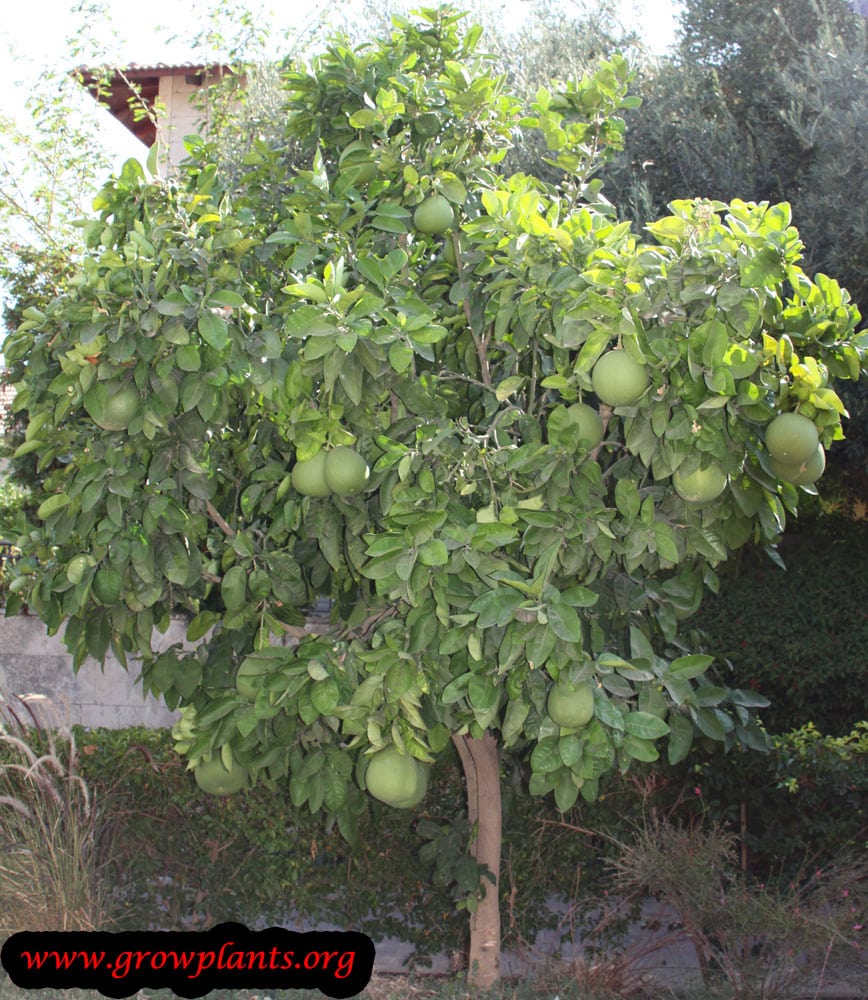 Growing Pomelo tree fruit