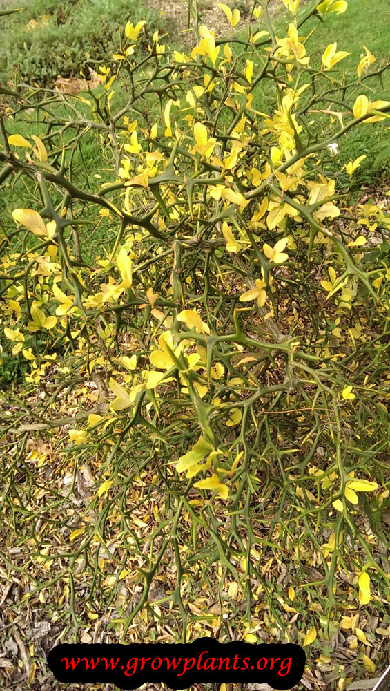 Growing Poncirus trifoliata plant