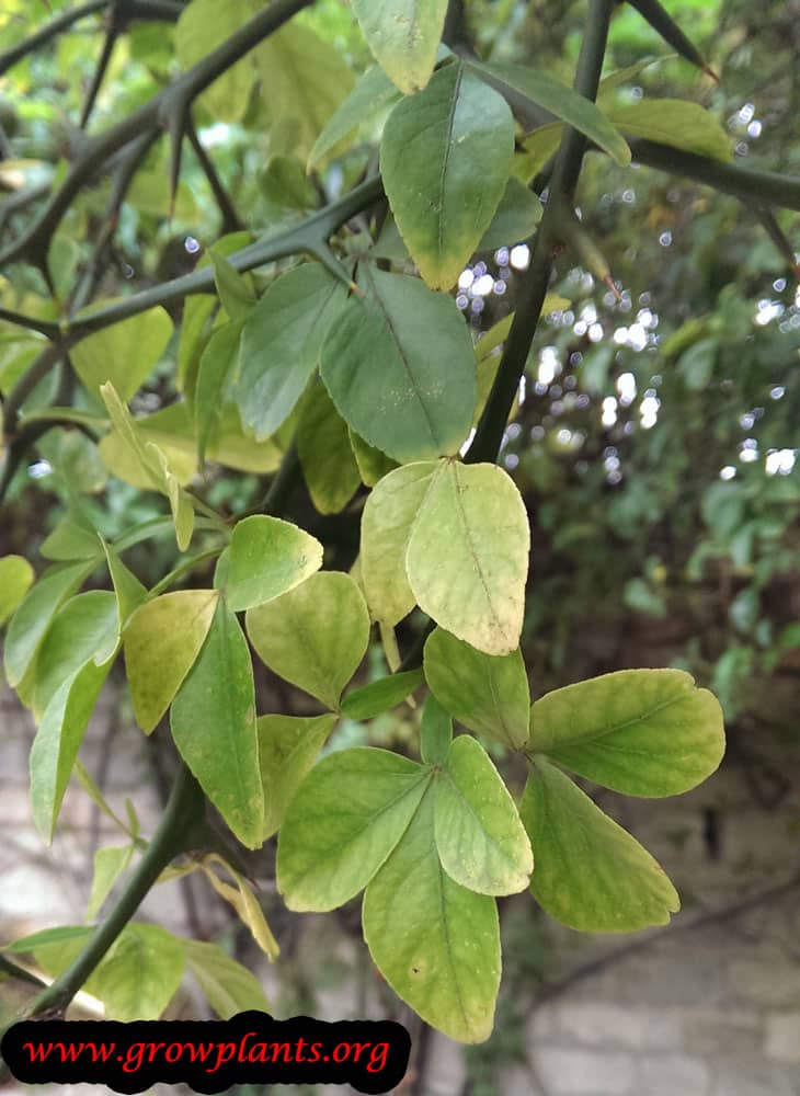 Poncirus trifoliata plant care