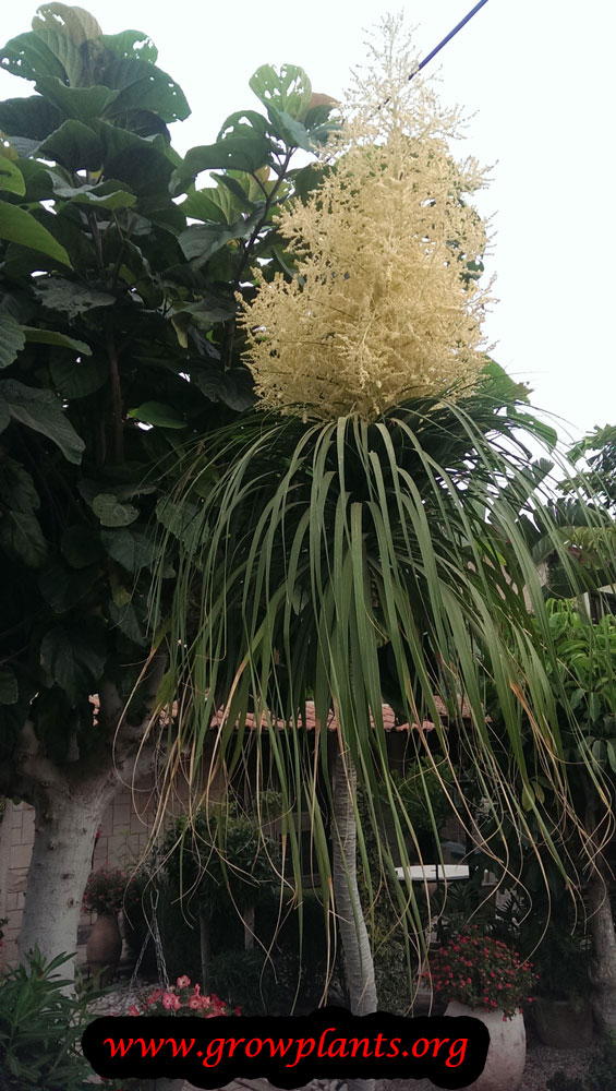 Growing Ponytail palm tree