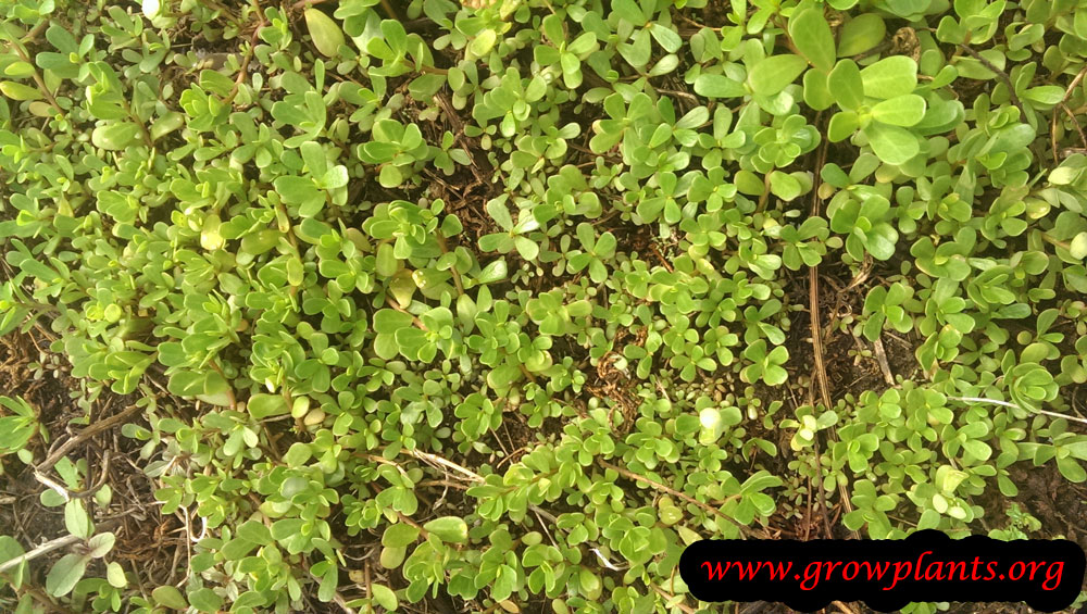 Growing Portulaca oleracea