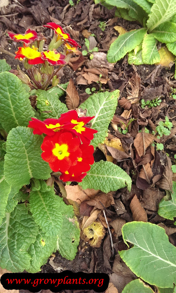 Red Primrose flower