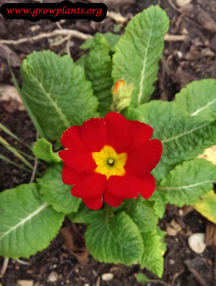 Primula vulgaris red flower