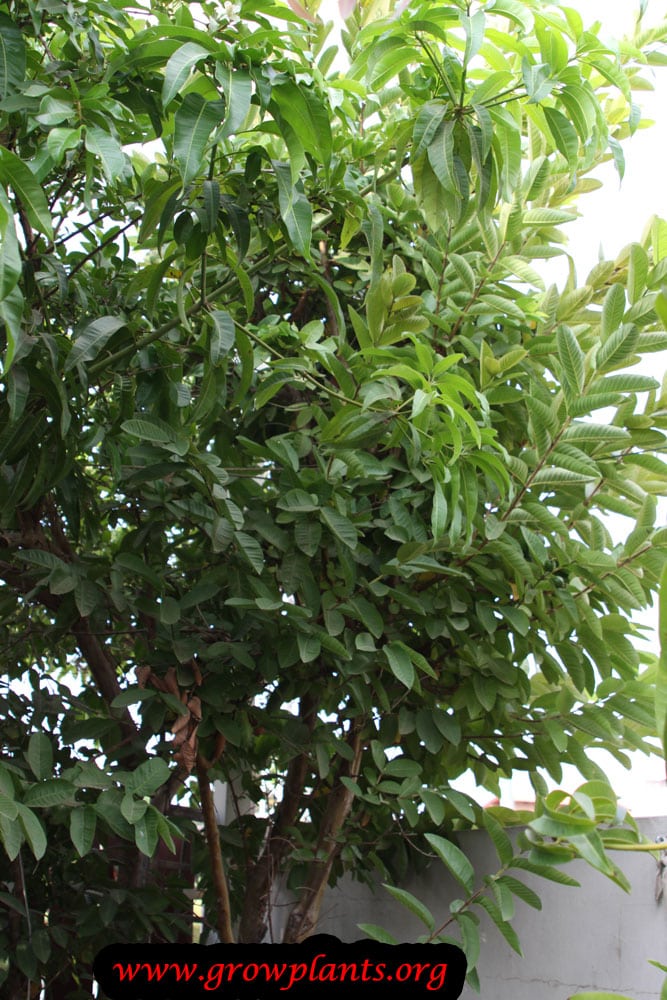 Psidium guajava tree