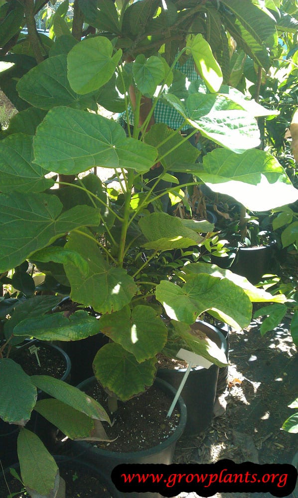 Quararibea cordata plant care