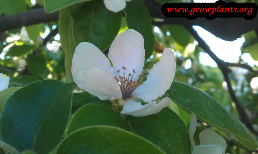 Growing Quince tree