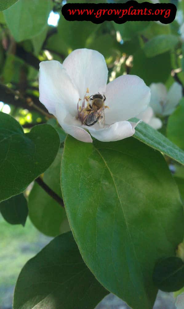 Quince tree care